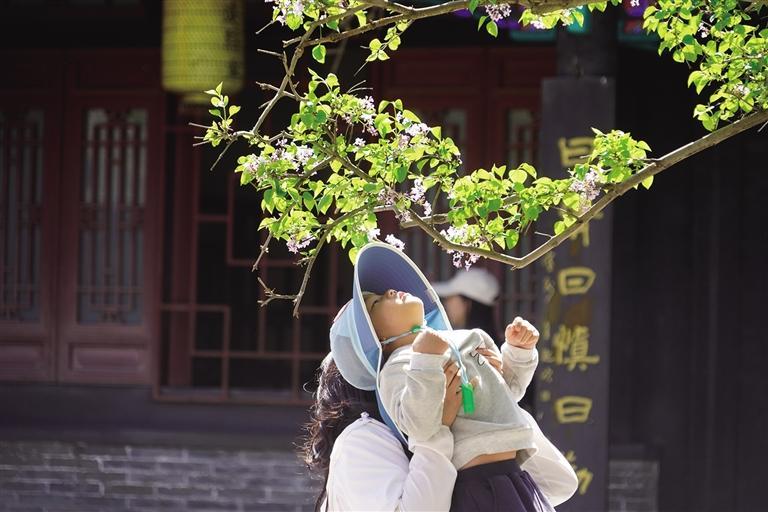 丁香花开春意浓